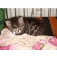 Hauskatze - Katze