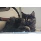 Hauskatze - Katze
