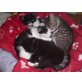 Hauskatze - Katze