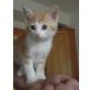 Hauskatze - Katze