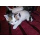 Hauskatze - Katze