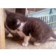 Hauskatze - Katze