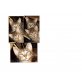 Hauskatze - Katze