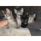 Hauskatze - Katze