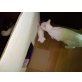 Hauskatze - Katze