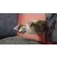 Hauskatze - Katze