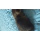 Hauskatze - Katze