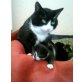 Hauskatze - Katze