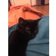 Hauskatze - Katze