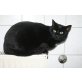 Hauskatze - Katze