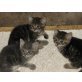 Hauskatze - Katze