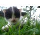 Hauskatze - Katze