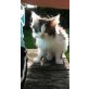Hauskatze - Katze