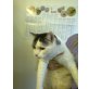Hauskatze - Katze