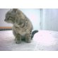 Hauskatze - Katze