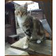 Hauskatze - Katze