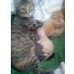 Hauskatze - Katze