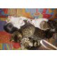 Hauskatze - Katze