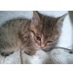 Hauskatze - Katze