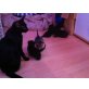 Hauskatze - Katze