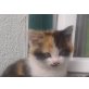 Hauskatze - Katze