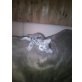 Hauskatze - Katze