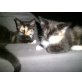 Hauskatze - Katze