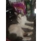 Hauskatze - Katze