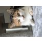 Hauskatze - Katze