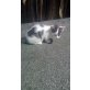 Hauskatze - Katze