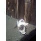 Hauskatze - Katze