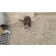 Hauskatze - Katze
