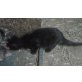 Hauskatze - Katze