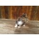 Hauskatze - Katze