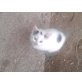 Hauskatze - Katze