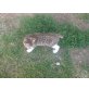 Hauskatze - Katze