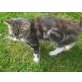 Hauskatze - Katze