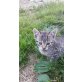 Hauskatze - Katze