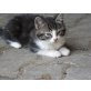 Hauskatze - Katze