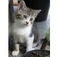 Hauskatze - Katze