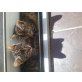 Hauskatze - Katze