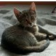 Hauskatze - Katze