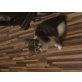 Hauskatze - Katze