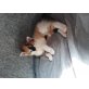 Hauskatze - Katze