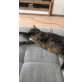Hauskatze - Katze