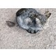 Hauskatze  - Katze