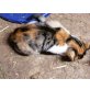 Hauskatze  - Katze