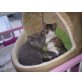 Hauskatze - Katze