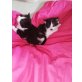 Hauskatze  - Katze