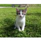 Hauskatze - Katze